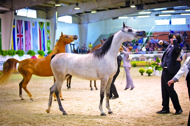 بطولة عجمان لجمال الخيول العربية الأصيلة 2018