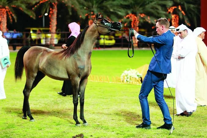 بطولة عجمان لجمال الخيل العربي