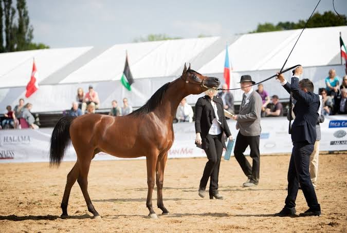 بطولة عجمان لجمال الخيل العربي 2020