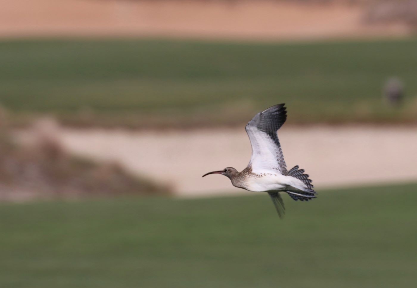 The bird, a Steppe Whimbrel, Numenius phaeopus alboaxillaris, is an extremely rare sub-species of the widespread Whimbrel, which regularly passes through the Emirates in spring and autumn.