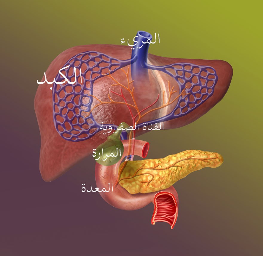 الكبد