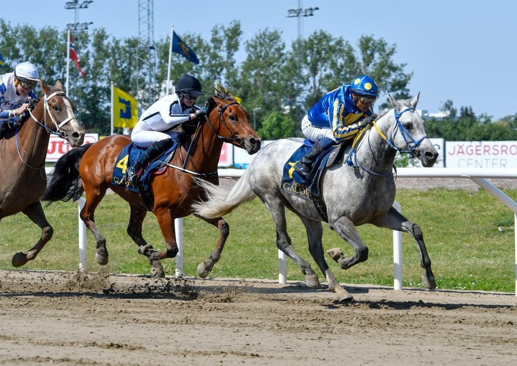 Horse Flat Racing Festival