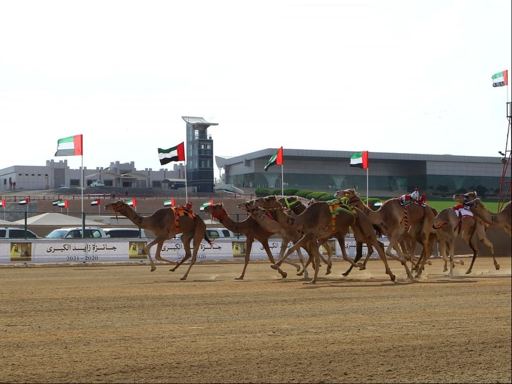  Camel Racing