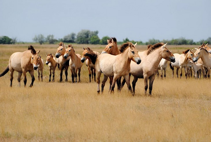  Przewalski’s horse