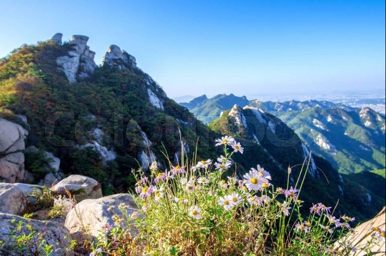 Flower Mountain