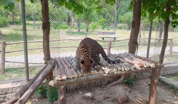 Pakistan’s critically endangered leopards in fight for survival