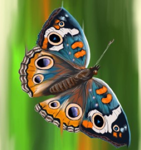 Butterfly