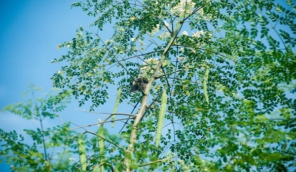 The Mighty Moringa