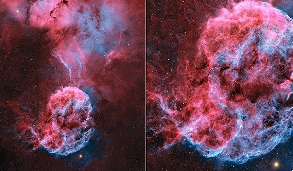 قنديل البحر