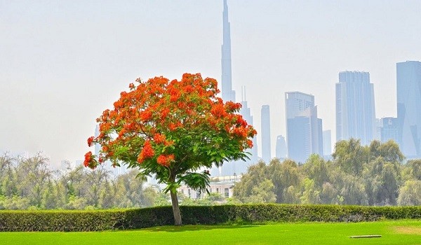 شجرة الشعلة