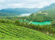 Tea field in Taiwan