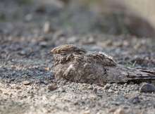 طائر السبد المصري