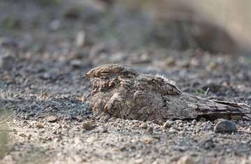 طائر السبد المصري