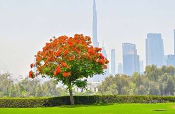 شجرة الشعلة