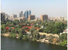 أشجار الإمارات