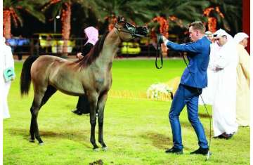 بطولة عجمان لجمال الخيل العربي