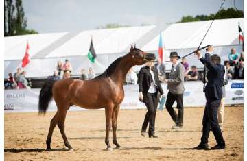 بطولة عجمان لجمال الخيل العربي 2020