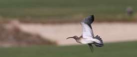 The bird, a Steppe Whimbrel, Numenius phaeopus alboaxillaris, is an extremely rare sub-species of the widespread Whimbrel, which regularly passes through the Emirates in spring and autumn.