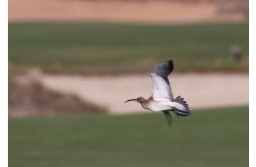 The bird, a Steppe Whimbrel, Numenius phaeopus alboaxillaris, is an extremely rare sub-species of the widespread Whimbrel, which regularly passes through the Emirates in spring and autumn.