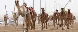 سباقات الهجن
