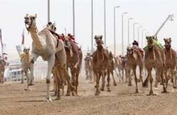سباقات الهجن