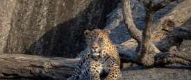 A leopard on a rock, Rajasthan