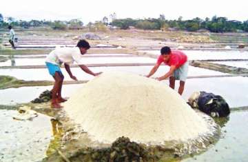 Salt Farmers in Bangladesh