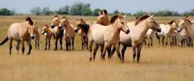  Przewalski’s horse