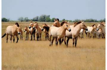  Przewalski’s horse