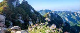 Flower Mountain