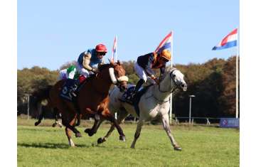 UAE President Cup for Arabian Purebred Series